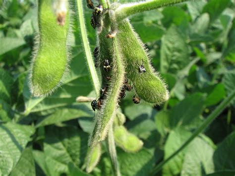 Soy with green stink bug - legumehub.eu