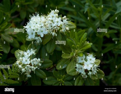 Labrador Tea Ledum Glandulosum Growing In Sierra Nevada Stock Photo