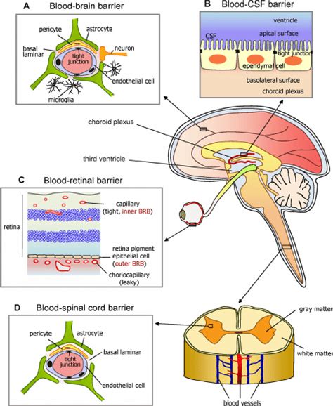 diagram   brain  spinal cord diagram   brain  spinal