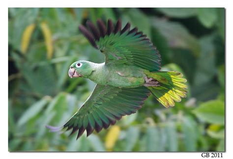 MEALY AMAZON PARROT