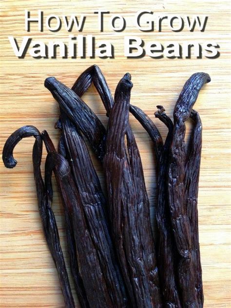 How To Grow Vanilla Beans