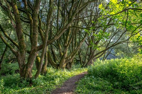 Magic Willows In The Summer Evening Stock Image Image Of July