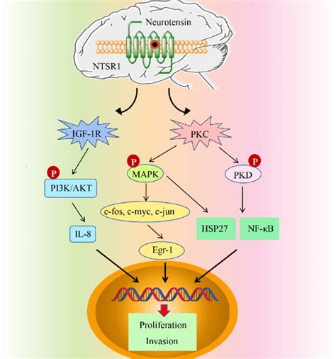 The Nts Ntsr1 Signaling Pathway Mediates The Occurrence And Development