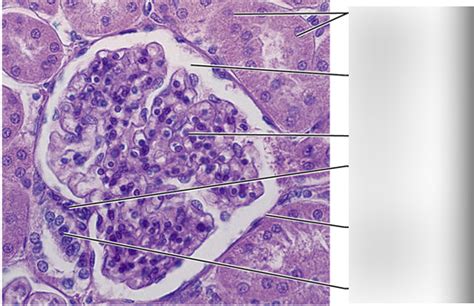 Glomerulus Slide Diagram | Quizlet