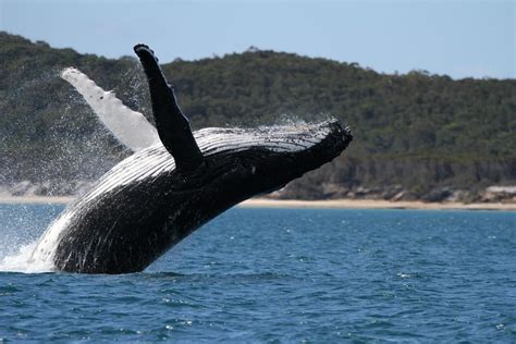 프레이저 아일랜드의 Hervey Bay Ultimate Whale Watching Cruise Pelago