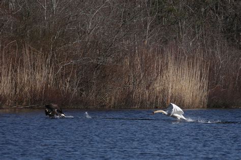 swan vs goose | Wild Westhampton