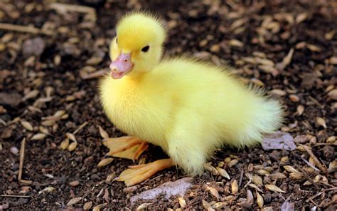 Best Duck Breeds To Keep For Eggs Learnpoultry