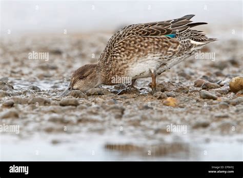 Common Teal - Female Stock Photo - Alamy