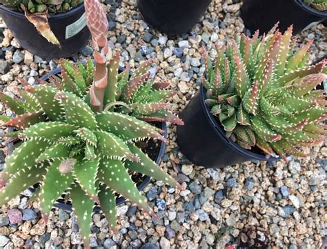 Mature Aloe Crosby S Prolific A Colored Hybrid Aloe Plantly