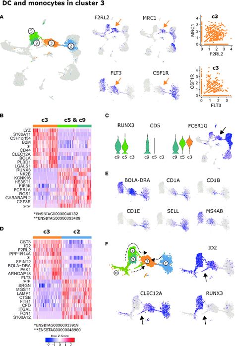 Dendritic Cells And Monocytes In Cluster A Expression Of