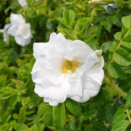 Blanc Double De Coubert Hybrid Rugosa Rose NatureHills Shrub