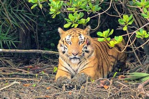 Sundarbans National Park West Bengal Tour