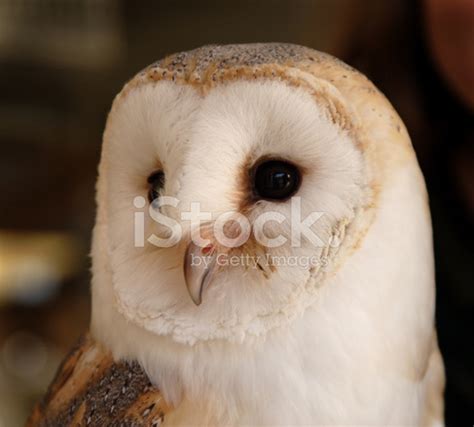 Barn Owl Stock Photo | Royalty-Free | FreeImages