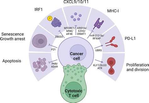 Frontiers Dysregulation In Ifn γ Signaling And Response The Barricade To Tumor Immunotherapy