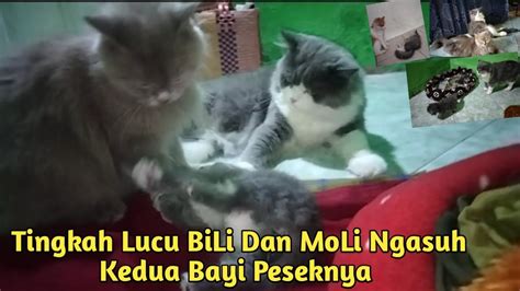 Keseruan BiLi Dan MoLi Mengasuh Kedua Bayi Peseknya Cat Cats Cute