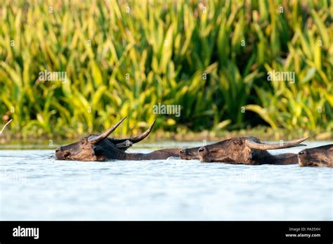 Water Buffalo Bubalus Bubalis Swimming Tale Noi Thailand Buffle