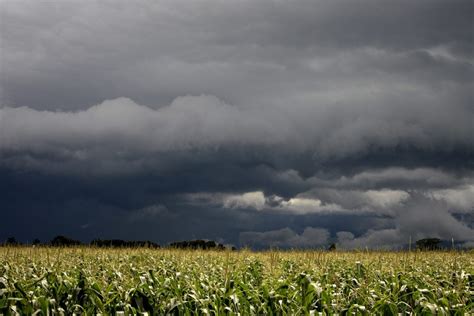 Corn Fields With Clouds