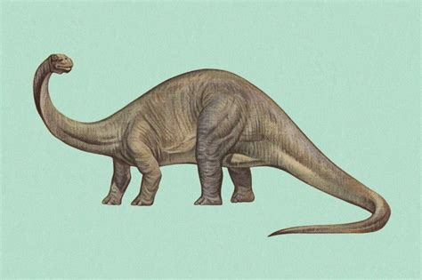 Interesting Diplodocus Facts Artofit