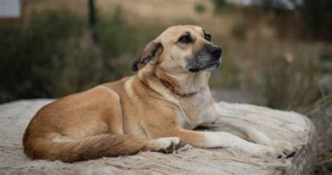 Aumenta La Cifra De Perros Y Gatos Abandonados En M Xico N