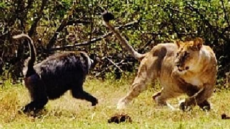 Baboon Vs Lion, Guess Who’s Going to be the Winner?