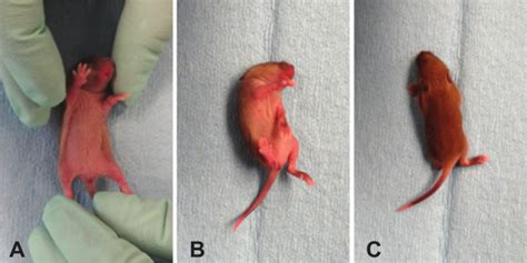 A Battery Of Motor Tests In A Neonatal Mouse Model Of Cerebral Palsy