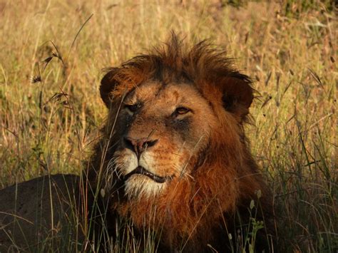 Sweetwaters Tented Camp Back Safari Lake Baringo Zur Ck Kenia