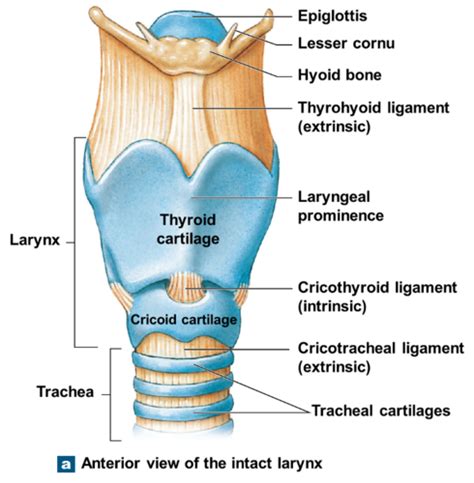 Thoracic Cage Flashcards Quizlet