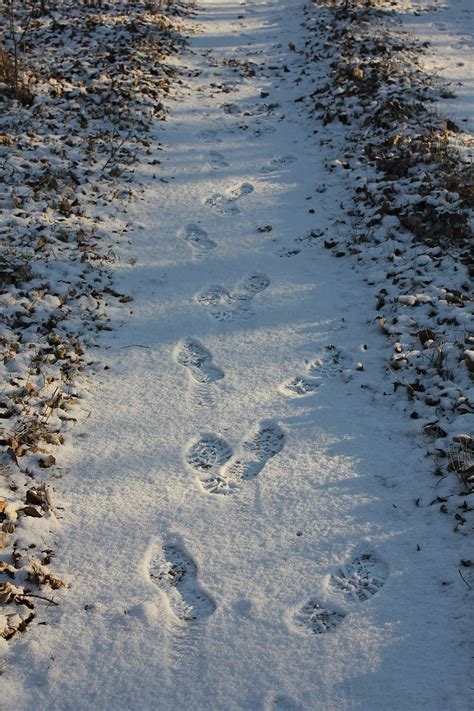 Hd Wallpaper Tracks Path Forest Print Shoe Footprint Footprint