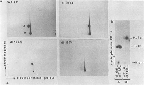 A Tryptic Peptide Maps Of 32p Phosphoric Acid Labeled Large T