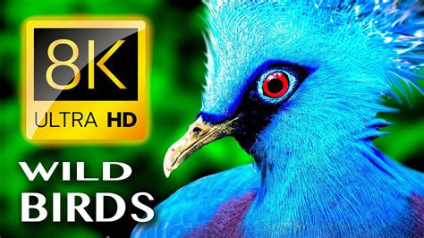 Wild Birds Unlimited Collection K Tv Hq Video K Ultra Hd Youtube