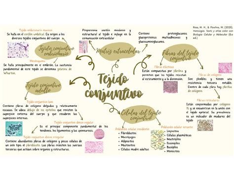 Tejido Conjuntivo Mapa Mental Histolog A Studocu