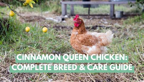 Cinnamon Queen Chicken Complete Breed And Care Guide Eco Peanut