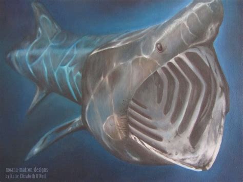 My latest oil painting. A basking shark still life canvas, oils only. Realism. Very blue ...