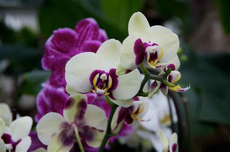 Photographers Garden Orchids At Kew