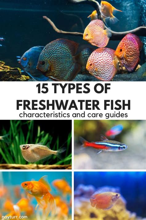 15 Types of Freshwater Fish: Characteristics & Care Guides – Nayturr