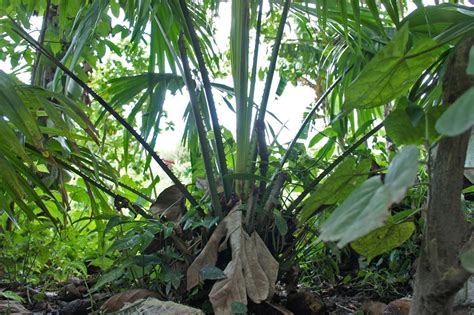 Livistona rotundifolia (Arecaceae) image 74894 at PhytoImages.siu.edu