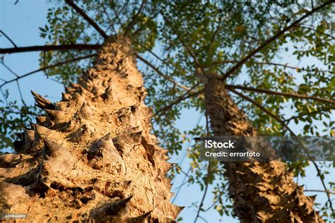 Close Up Thorn Bombax Ceiba Tree Stock Photo Download Image Now