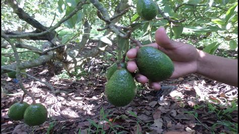 Fertilizacion En Aguacate Youtube