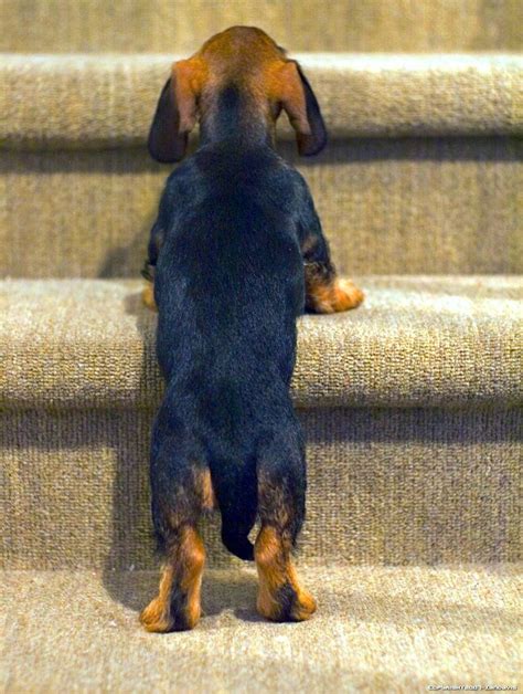 How To Teach Your Puppy To Climb The Stairs Expert Guide