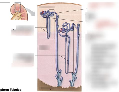 nephron tubules Diagram | Quizlet