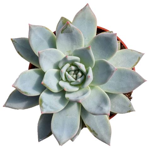 Echeveria Blue Bird For Saleblue Succulents For Salesucculent Market