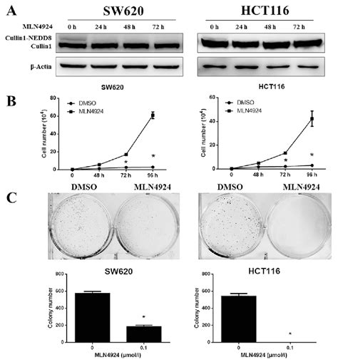 Figure 2 From Neural Precursor Cell Expressed Developmentally