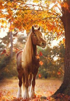 900+ Best Most Beautiful Horses ideas | beautiful horses, horses, pretty horses