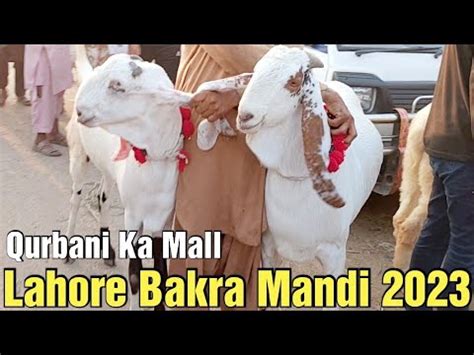 Qurbani Ka Mall Kitne Ka Liya Desi Bakre Bakra Eid Shahpur