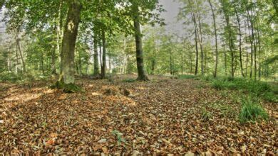 Temperate Forests - Botany Today