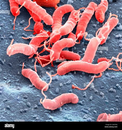 Helicobacter Pylori Bacteria Red Coloured Scanning Electron