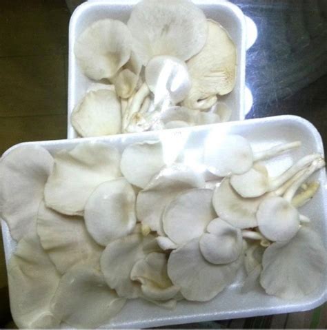 Fresh Oyster Mushroom Packaging Plastic Bag At Rs Kilogram In