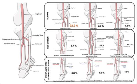 Cruciate Anastomosis Diagram