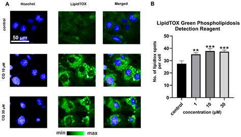 Ijms Free Full Text Chloroquine Induced Accumulation Of