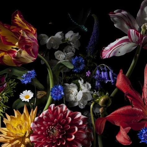 Basmeeuwsusa Bas Meeuws Contemporary Dutch Flower Still Life Photography